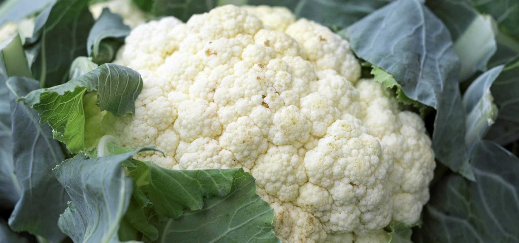 Growing Cauliflower and Broccoli Successfully