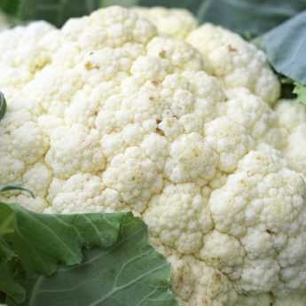 Growing Cauliflower and Broccoli Successfully