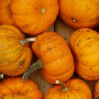 Sowing squash and courgettes