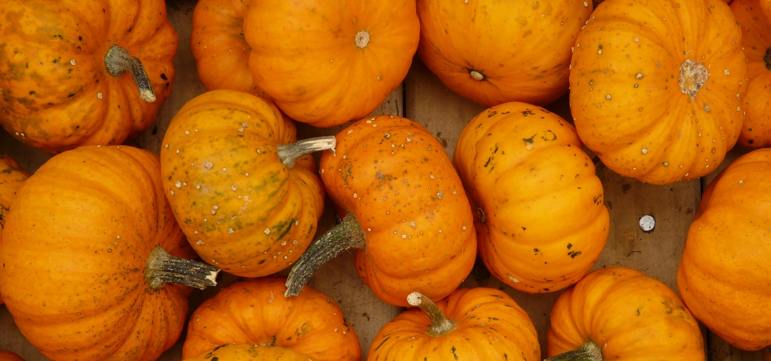 Sowing squash and courgettes