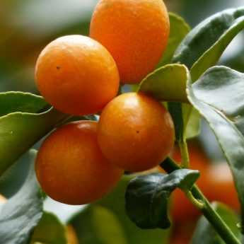 Citrus Fruits: Planting and Care