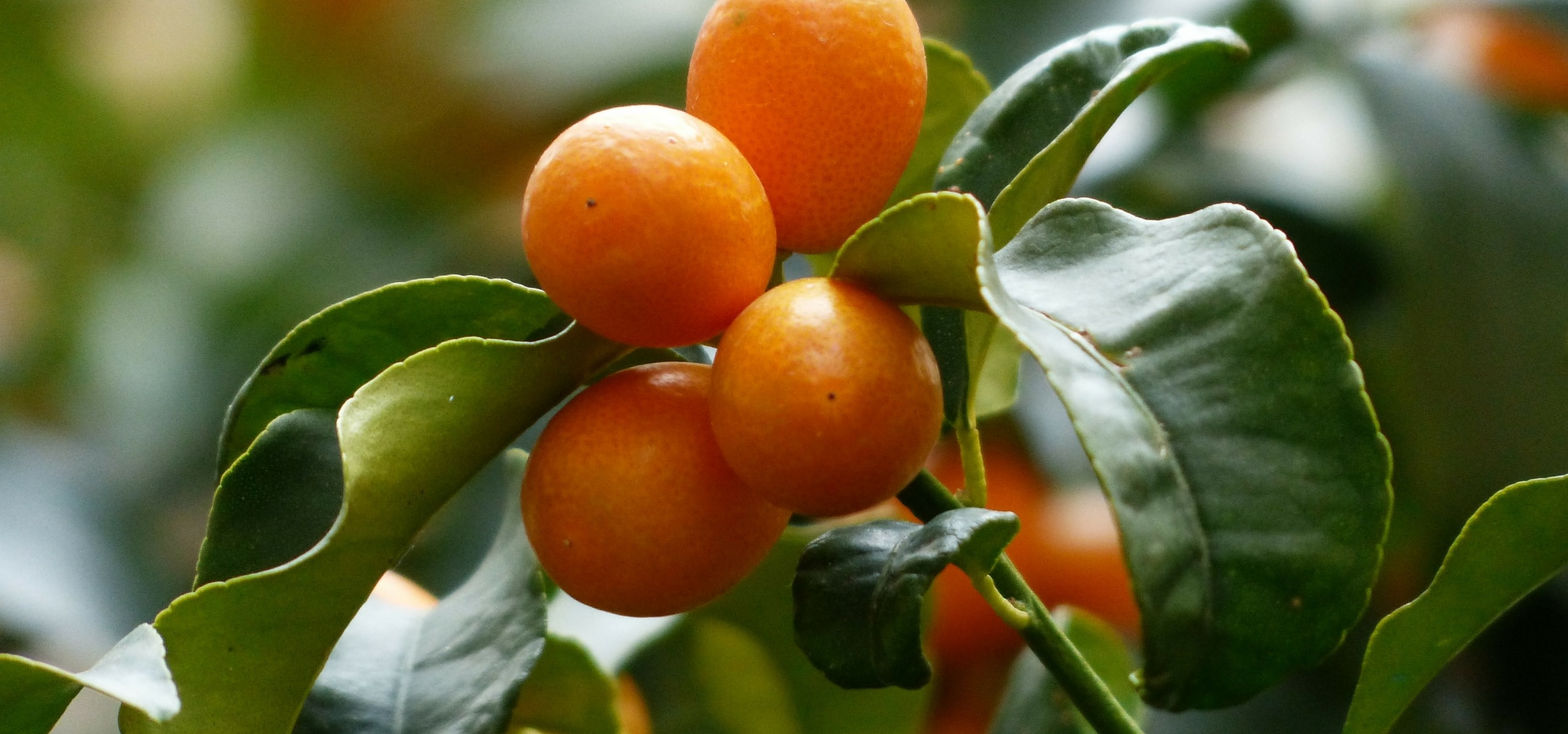 Citrus Fruits: Planting and Care