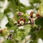Growing Blackberries, Loganberries and Tayberries
