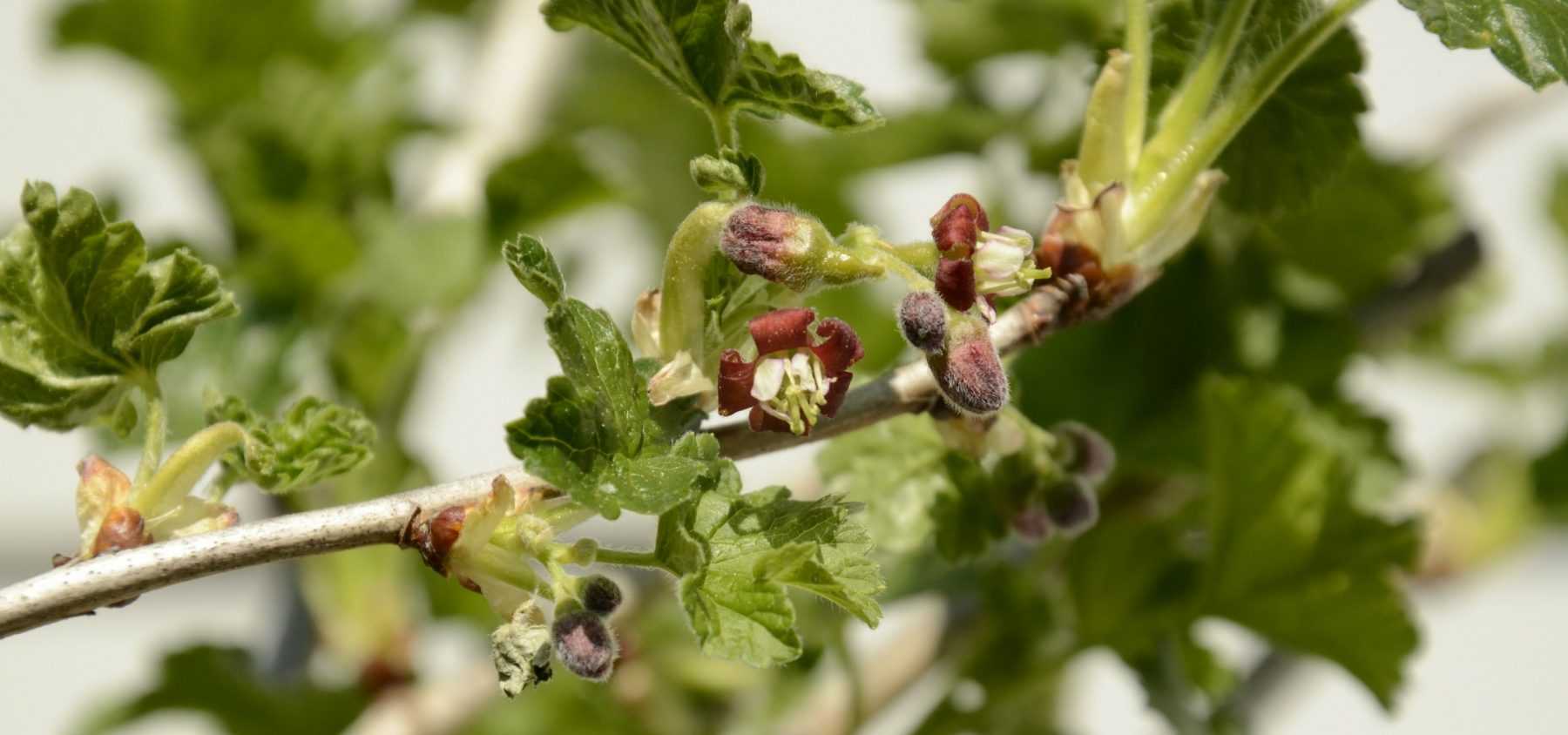 Growing Blackberries, Loganberries and Tayberries