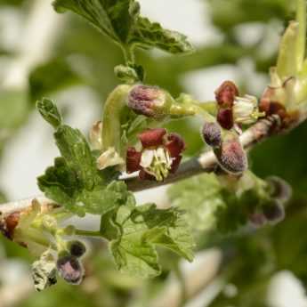 Growing Blackberries, Loganberries and Tayberries