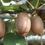 Growing Kiwi Fruit