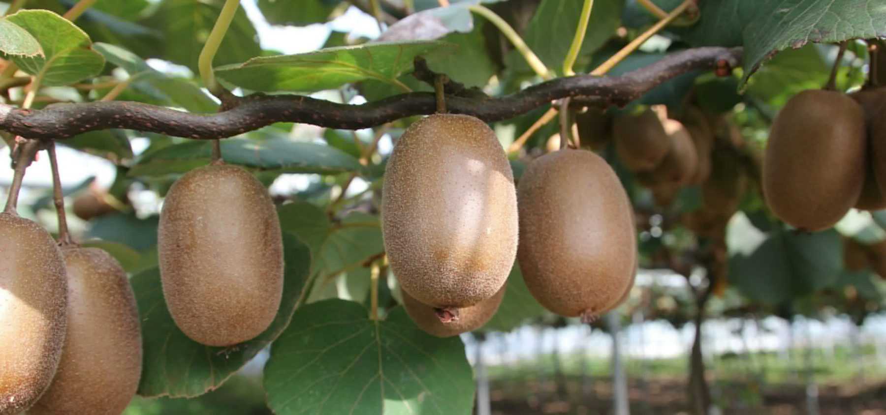 Growing Kiwi Fruit