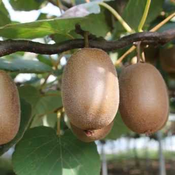 Growing Kiwi Fruit
