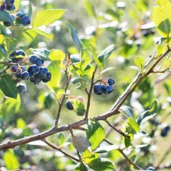 Growing Blueberries
