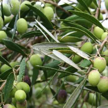 Planting olive trees