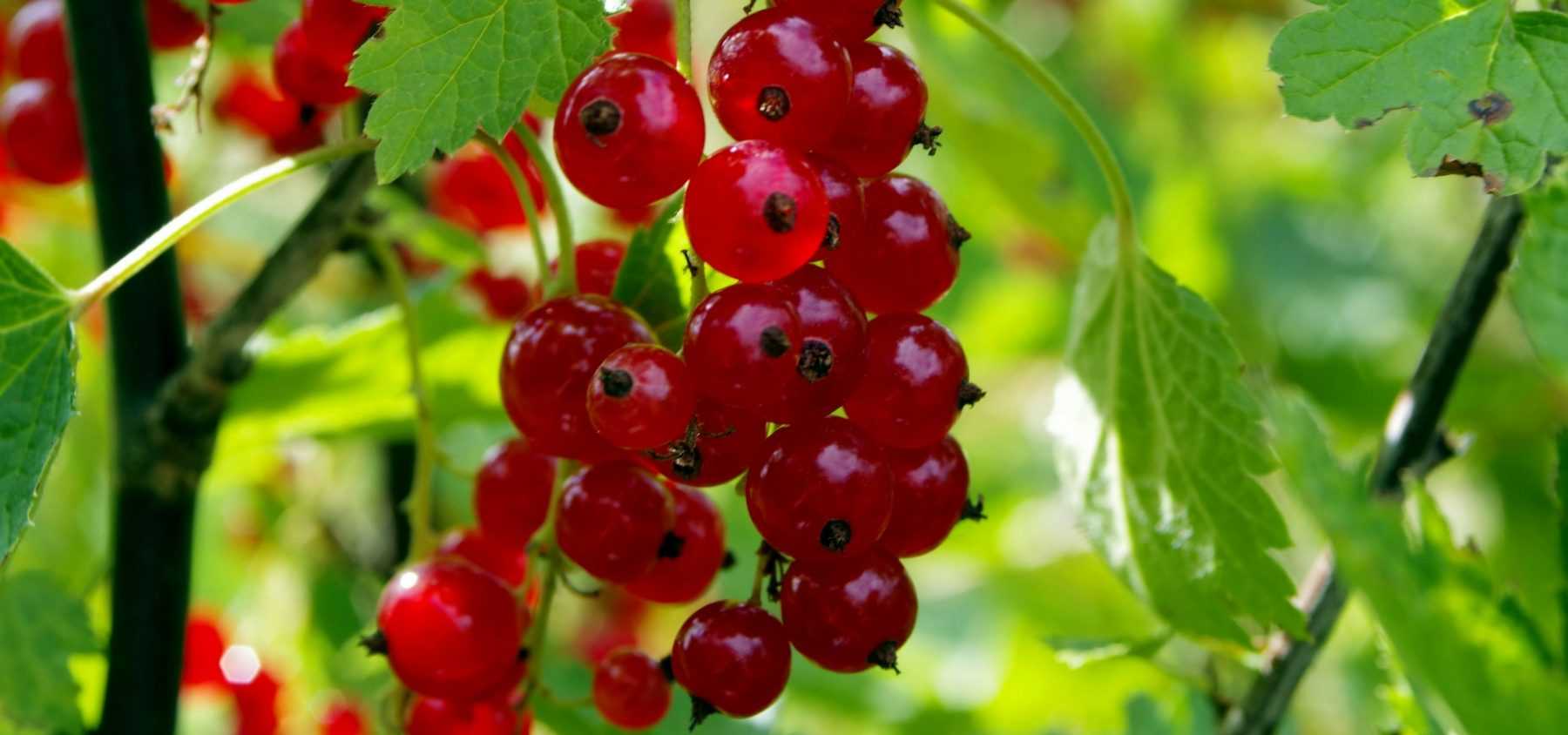 Planting small fruits