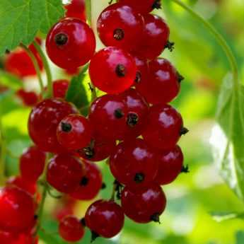 Planting small fruits