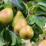 Pear Tree: Planting, Pruning and Care