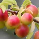Plum Tree: Planting, Pruning and Care