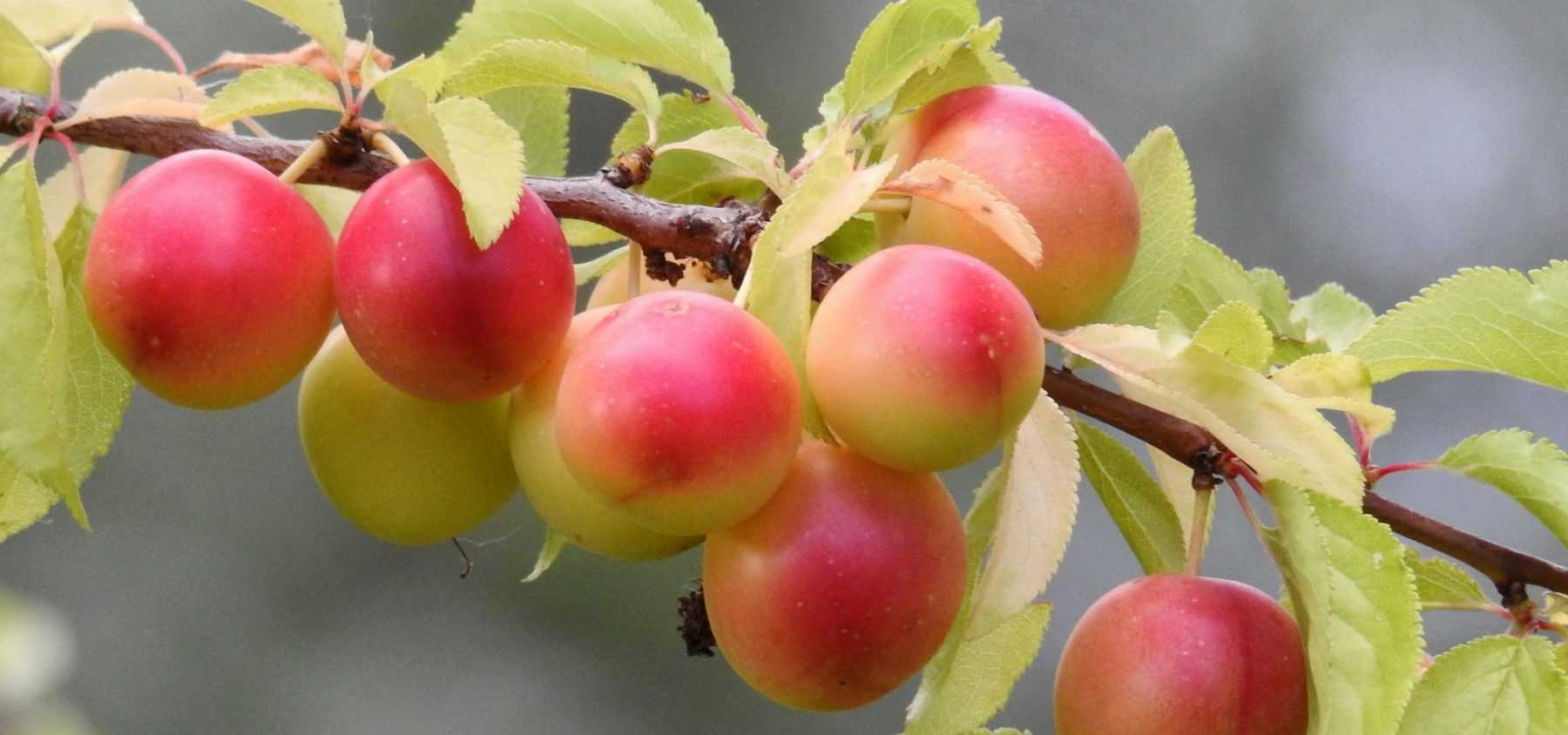 Plum Tree: Planting, Pruning and Care