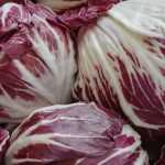 Growing Chicory Successfully and Blanching It