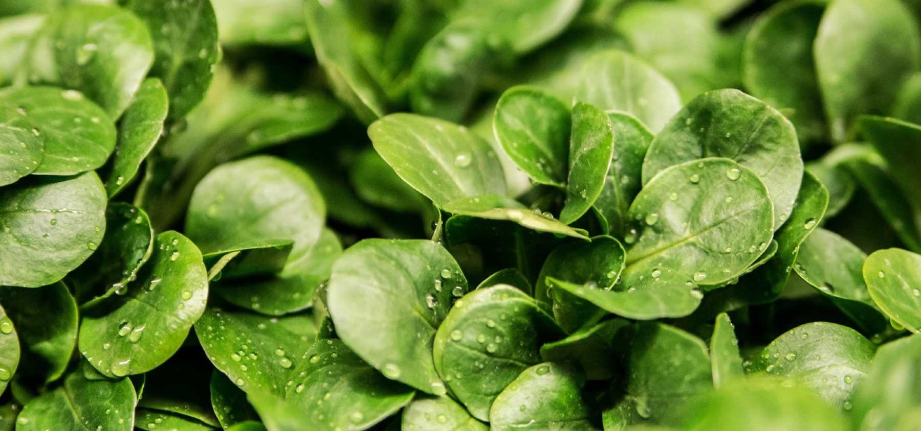 Growing Lamb's Lettuce Successfully