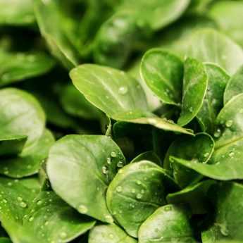 Growing Lamb's Lettuce Successfully
