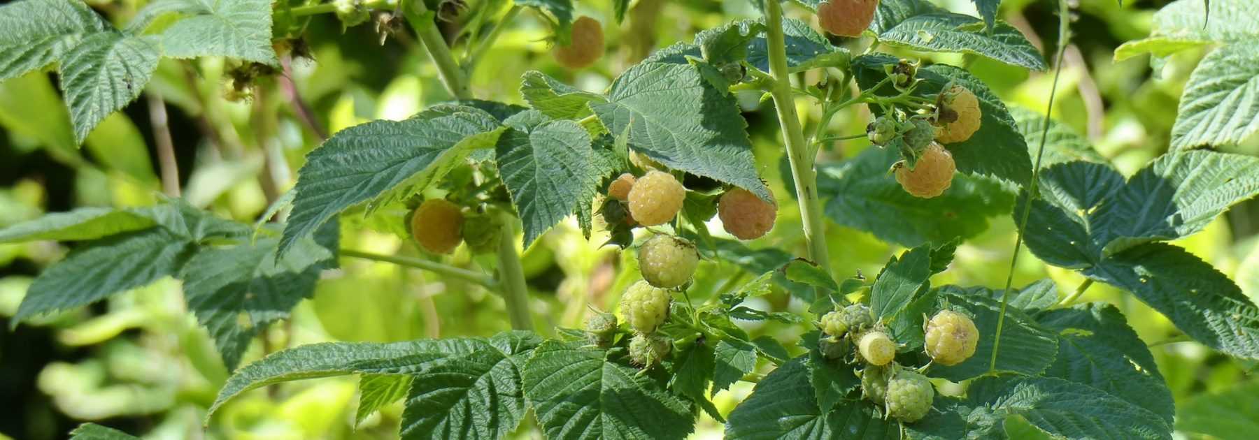 Raspberry Bush Size: Best Practices for Everbearing and Summer-Bearing Varieties