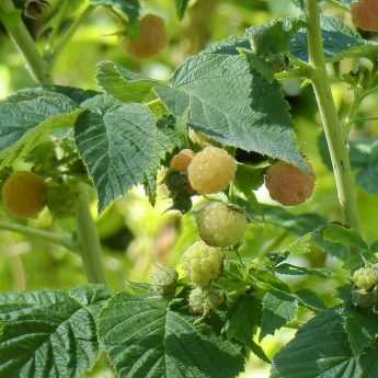 Raspberry Bush Size: Best Practices for Everbearing and Summer-Bearing Varieties