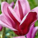 5 tips to successfully grow heather soil bushes