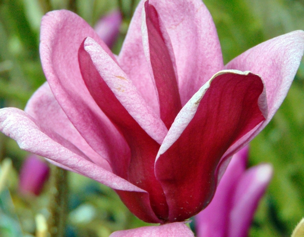 5 tips to successfully grow heather soil bushes