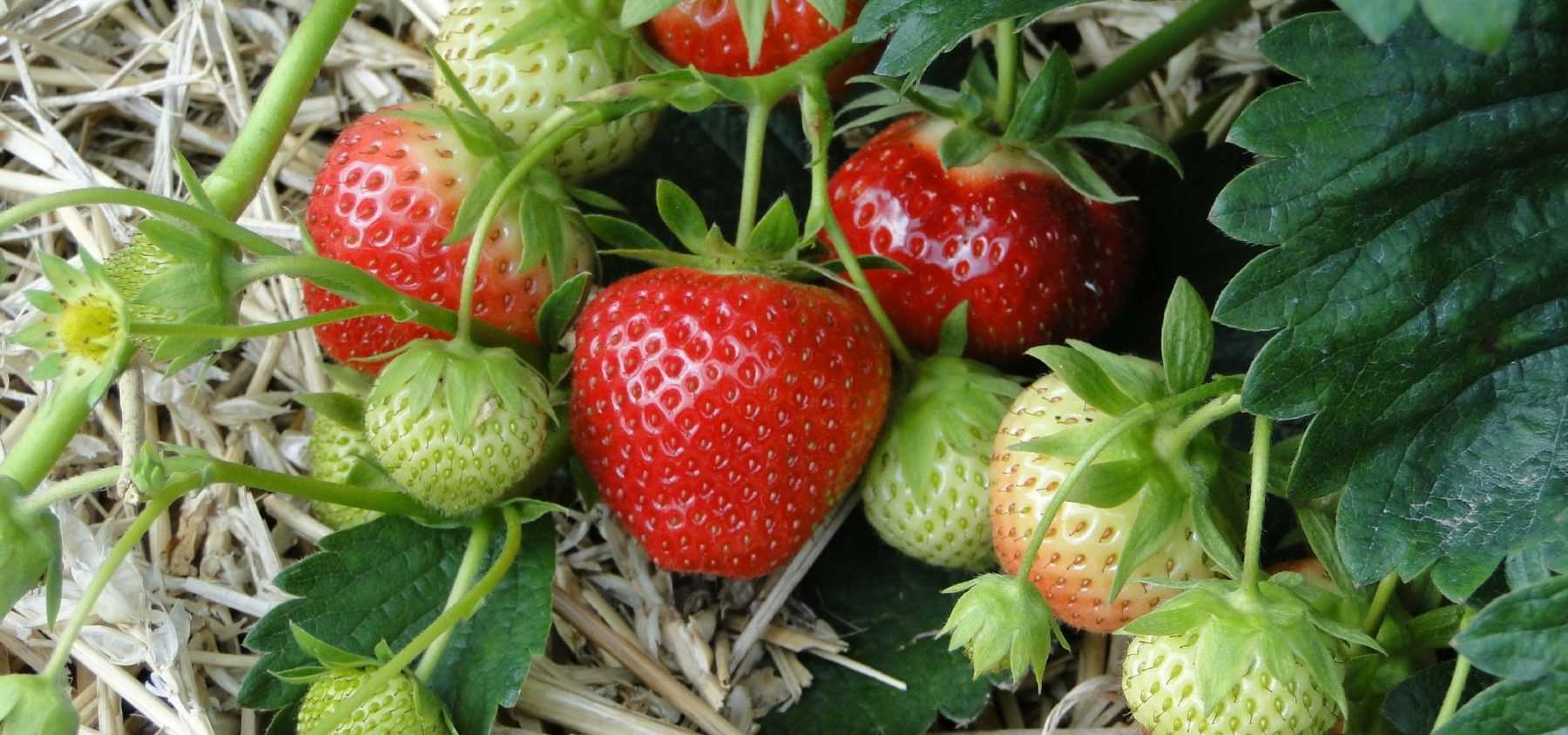 Growing Strawberries