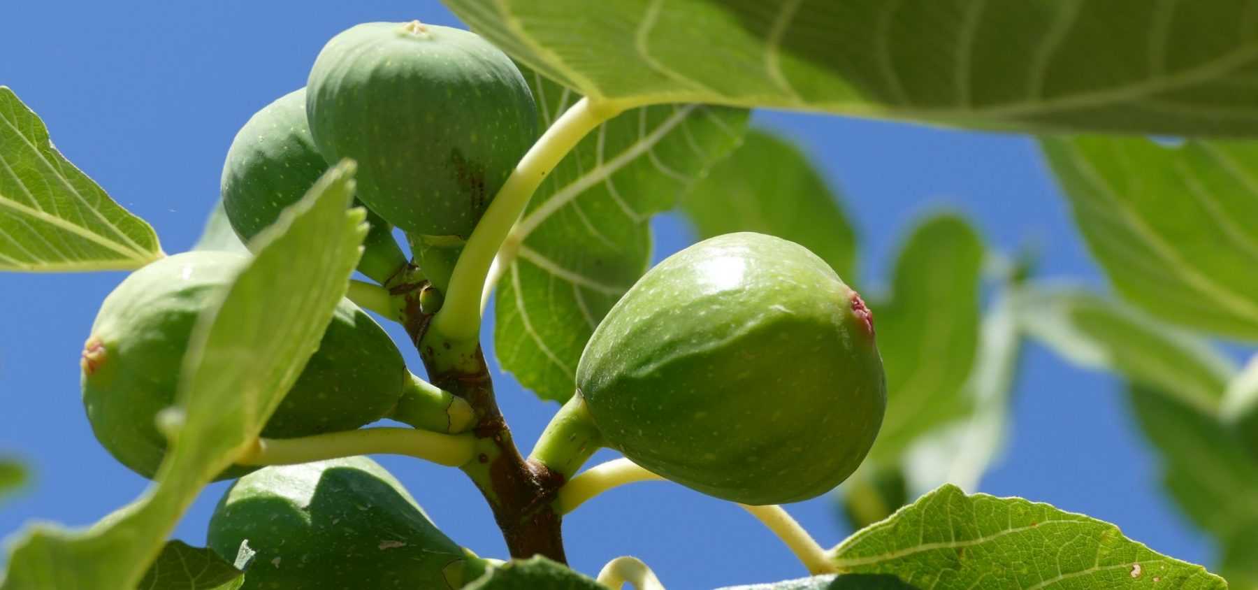 Fig Tree: Planting, Pruning and Care