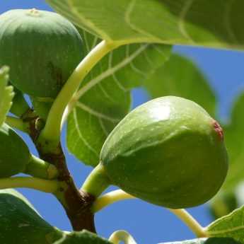 Fig Tree: Planting, Pruning and Care