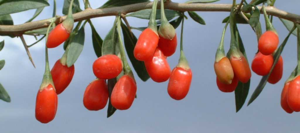 Growing, Harvesting and Drying Goji Berries