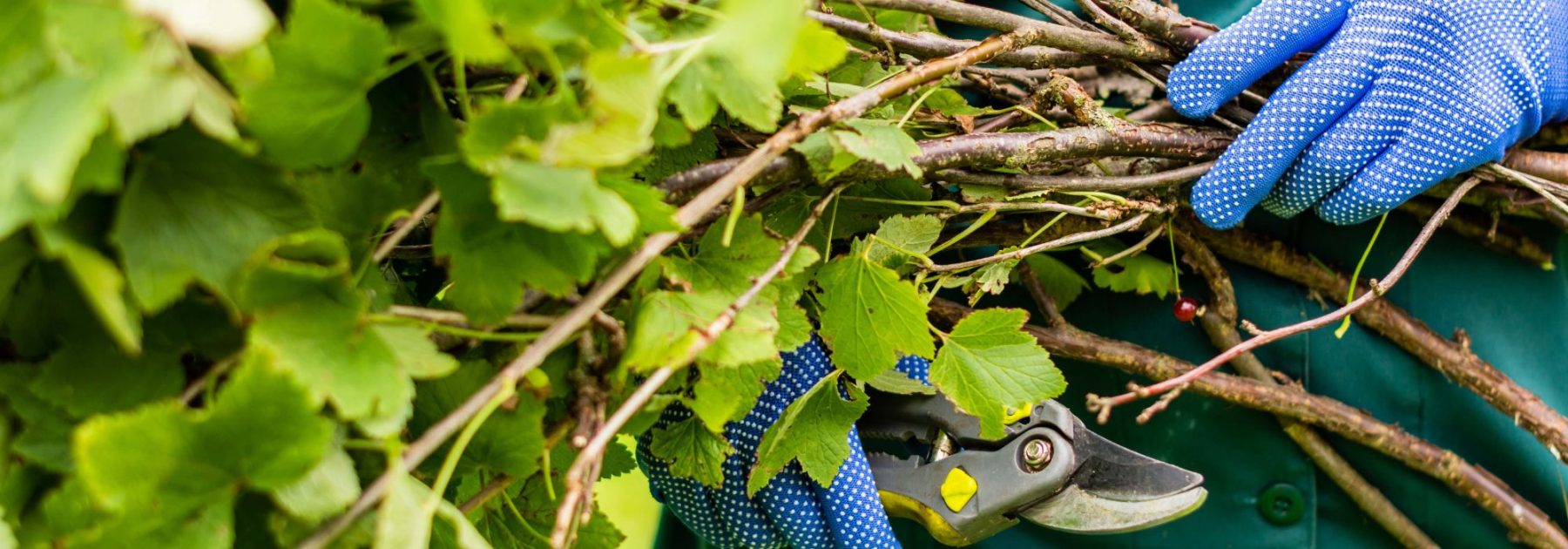 Pruning Redcurrants and Blackcurrants