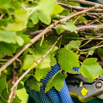 Pruning Redcurrants and Blackcurrants