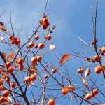 Persimmon or Kaki Tree: Planting, Pruning and Care