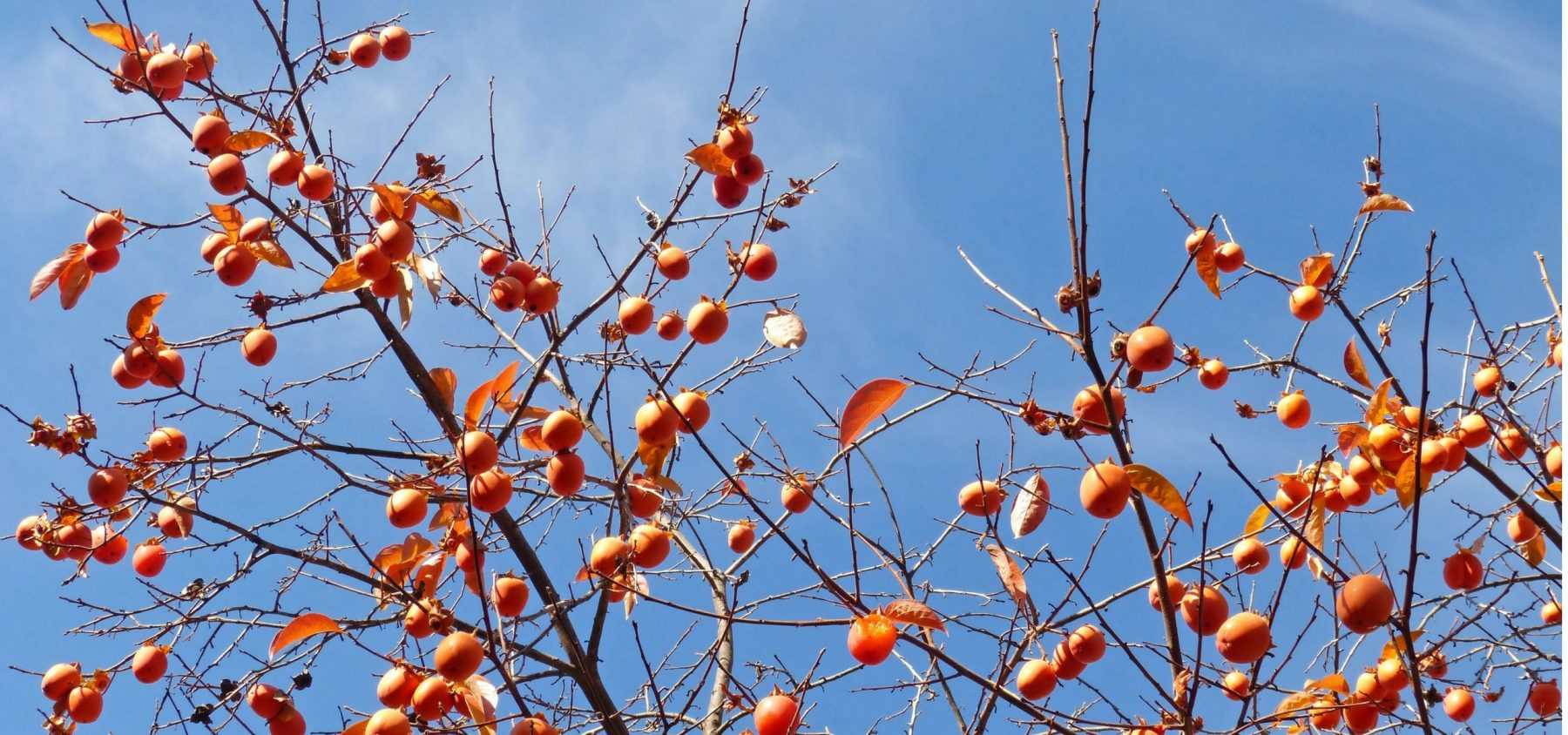 Persimmon or Kaki Tree: Planting, Pruning and Care