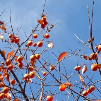 Persimmon or Kaki Tree: Planting, Pruning and Care