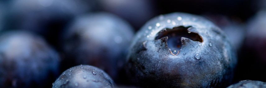 Growing Blueberries