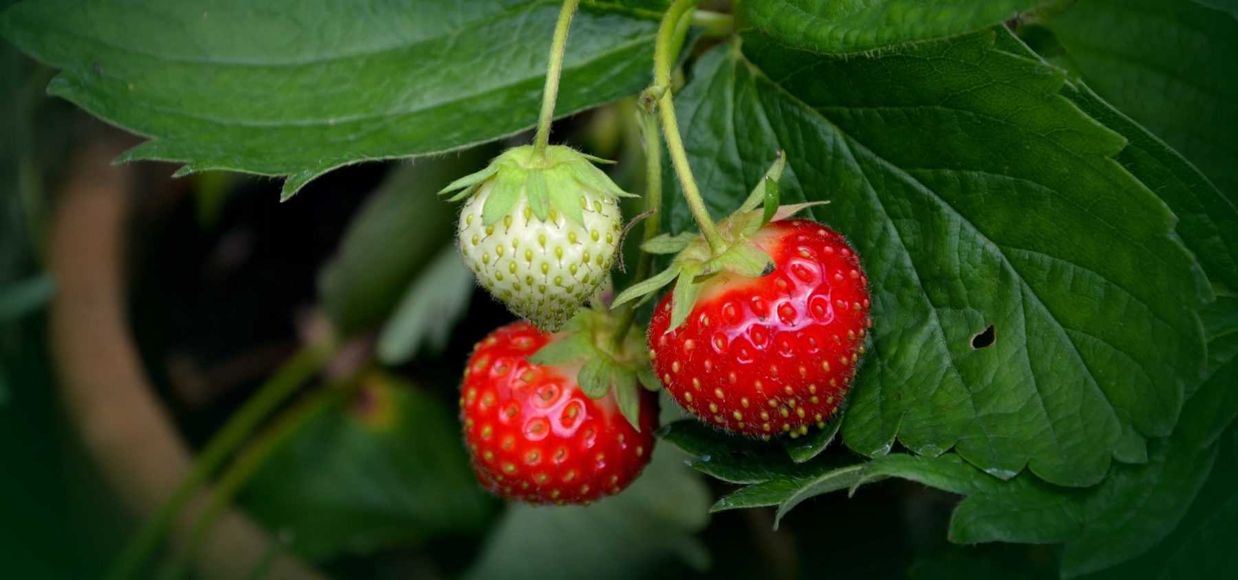 Planting strawberry young plants with naked roots