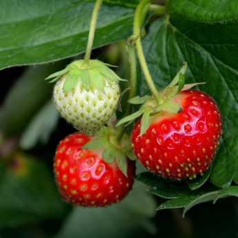 Planting strawberry young plants with naked roots