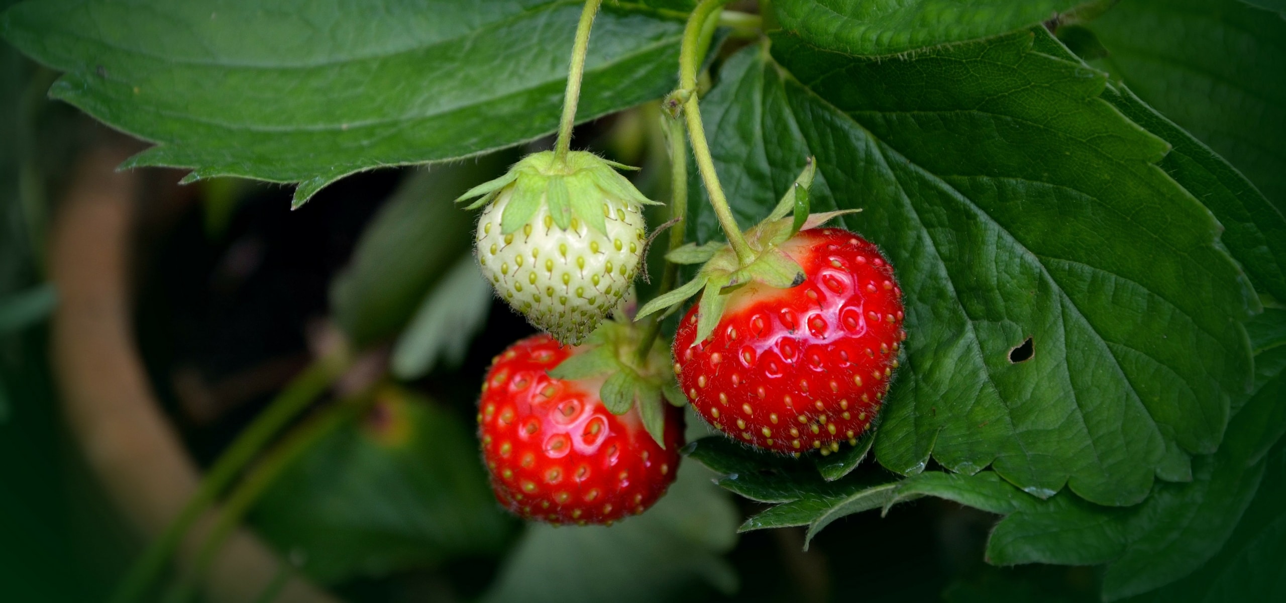 Planting strawberry young plants with naked roots
