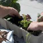 Balcony vegetable garden
