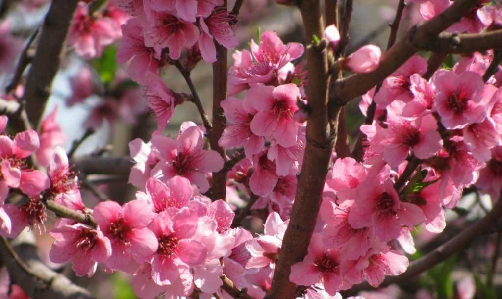 Pollination of fruit trees