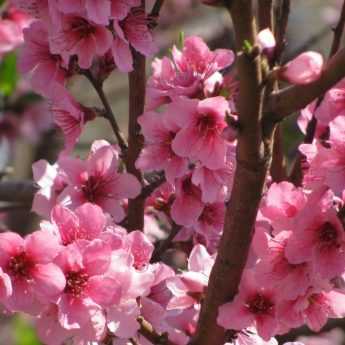 Pollination of fruit trees