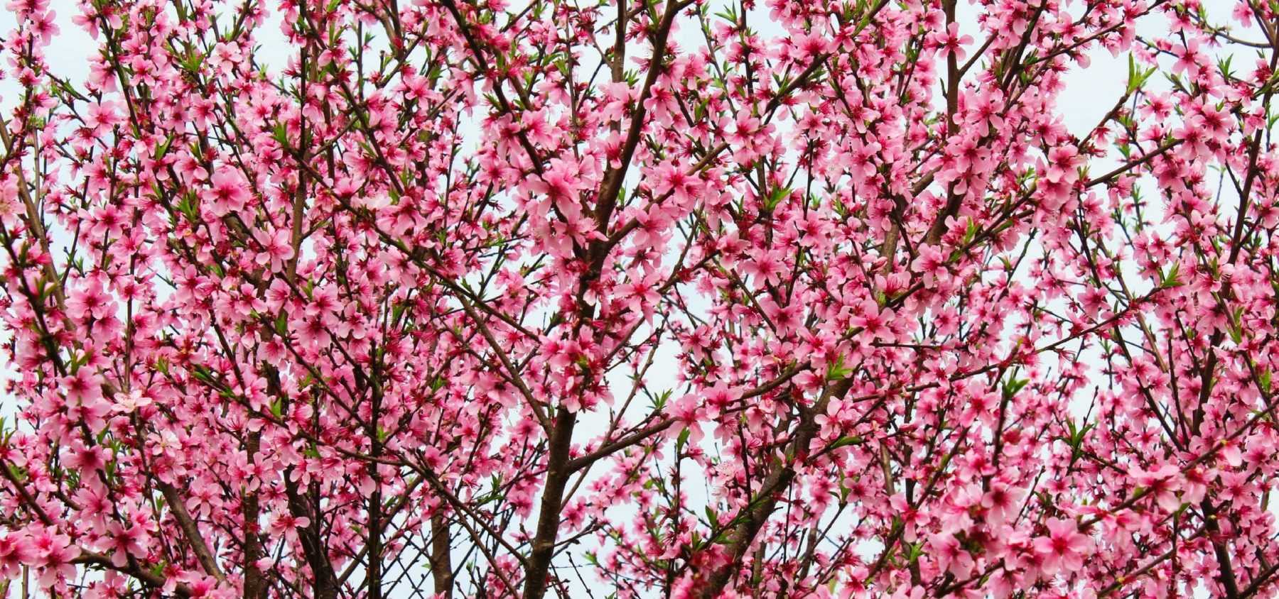 Peach and Nectarine Trees: Planting, Pruning and Care