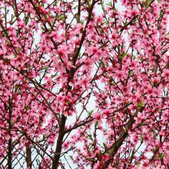 Peach and Nectarine Trees: Planting, Pruning and Care