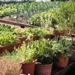 Aromatic herbs: 5 good ways to integrate them into your garden