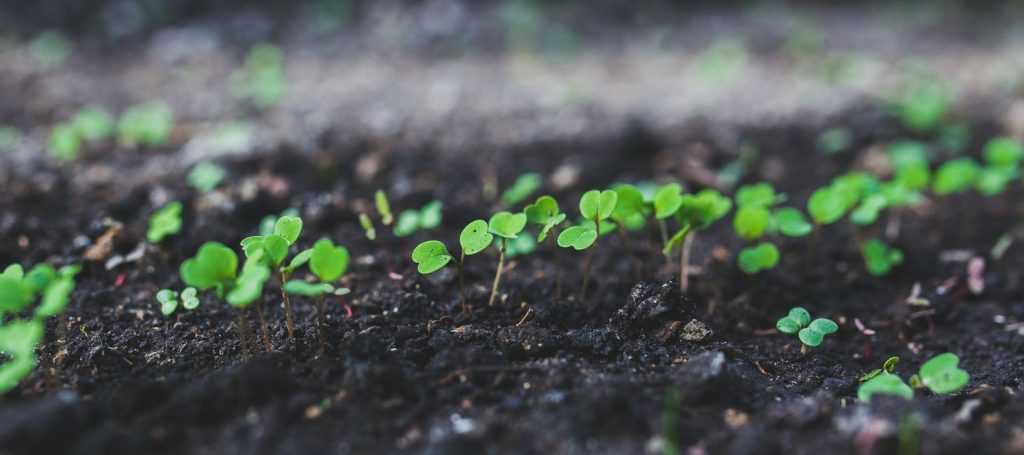 Sowing with heat or on a hotbed