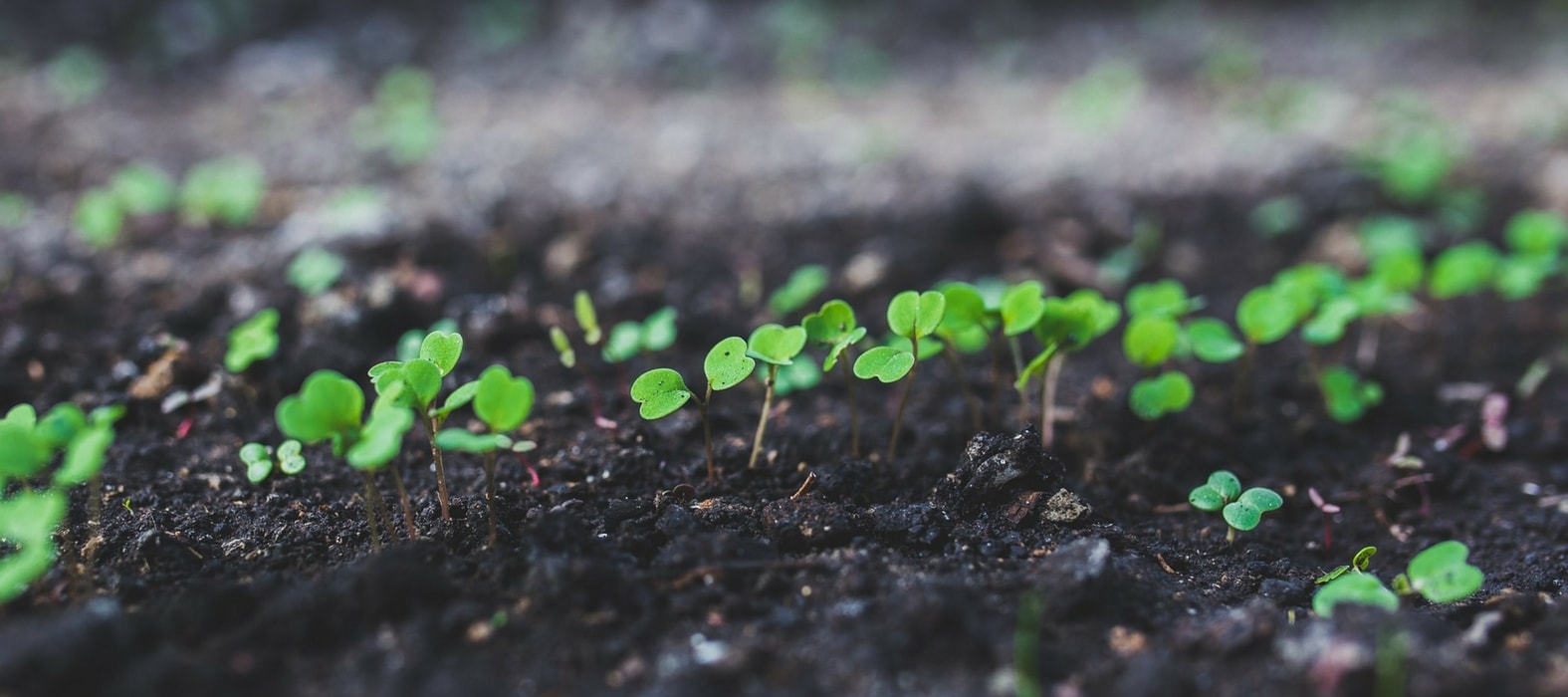 Sowing with heat or on a hotbed