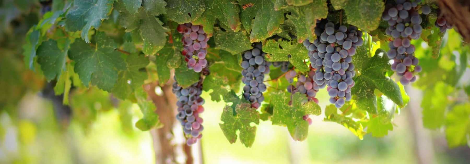 Grapevine: Planting, Pruning and Care