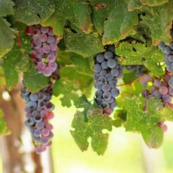 Grapevine: Planting, Pruning and Care
