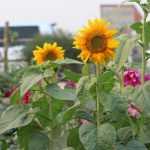 Flowers in vegetable garden? 7 essential plants